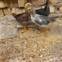 جوجه