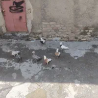 کبوتر طوقی دم سیاه