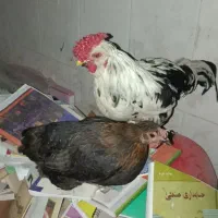 خروس پنگوئن و مروغ
