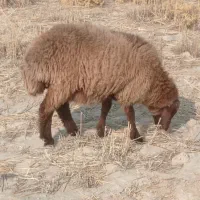 پنج عدد بره ماده
