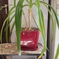 ۳ عدد گل سوسن عنکبوتی