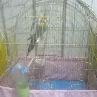 به دلیل کمبود جا