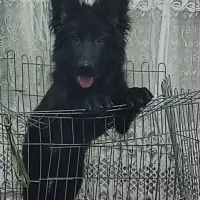سگ ژرمن شپرد بلک شولاین