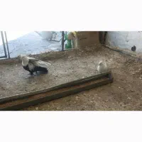 کفتر دم ساه نر