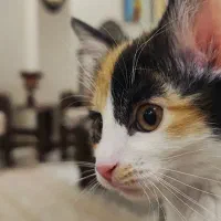 واگذاری گربه dlh