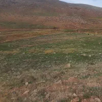 زمین