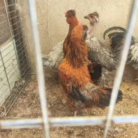 یک خروس و دوعدد مرغ