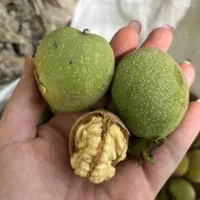 گردو با پوست کیلو ۱۰۰ تومن بادام کیلو ۱۵۰ تومن
