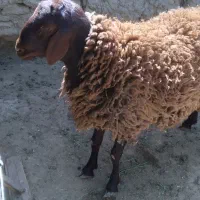 سلام بره نره درجه یک افشاری فروشی