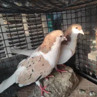 نرو ماده ساده هفرنگ