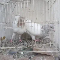 کبوتر کله الماسی.