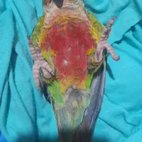 یلوساید.رد...سن نامشخص