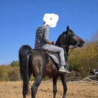 اسب نریان سواری دار