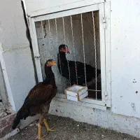 جوجه مرغ لاری