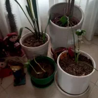 گلدان گل و گلدان خالی