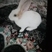 خرگوش نر باهوش