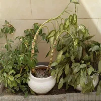 گل طبیعی