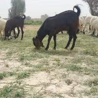 کعرهنر|حیوانات مزرعه|هیرمند, |دیوار