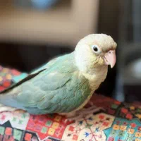 گرینچیک فوق دستی رنگ خاص مینت