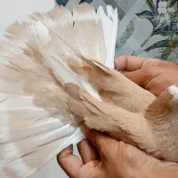 کفتر|پرنده|خمین, |دیوار