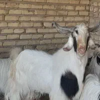 نر بز اصیل دروگ
