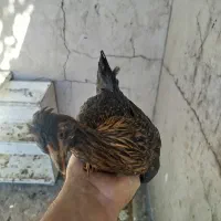 مرغ و خروس