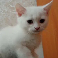 گربه بیریتیش چشم آبی