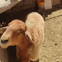 بره شیشک