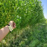 تولید و پخش سنوبر 1الی1 نیم متری