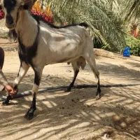 گوسفند نسل بنگال