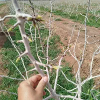 چوب وشاخه درخت پسته  برای زغال
