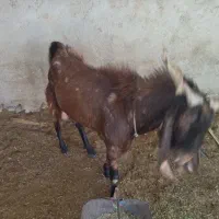 پازن تکاوری