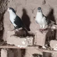 کفتر