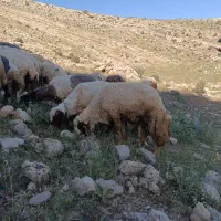 قوچ سنجابی جوان