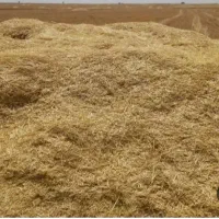 کاه  شبدر