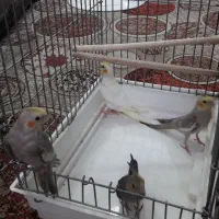 عروس هلندی سخنگو