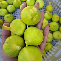 فروش انجیر سفید