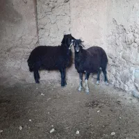 بره قوچ قره چال