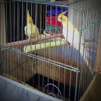 عروس هلندی نرو ماده لوتینو