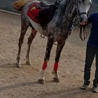 اسب