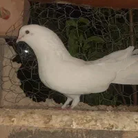 دوجفت چتری نوک جم وچندعددترکیه برای فروش