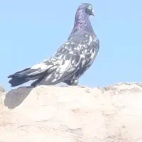 کفتر سرور