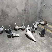 تعداد 13عدد رنگی و دورگ