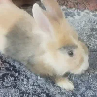 خرگوش نر وماده