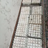 تخم بوقلمون و بوقلمون کرچ