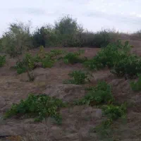 باغ انگور و بادام