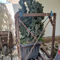 کاکتوس صخره ای