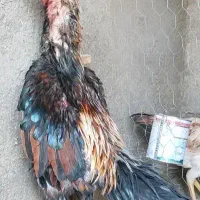 جوجه اوشامو پراتشی