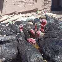 بوقلمون ۸ماهه