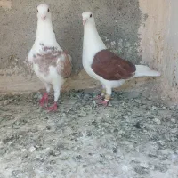 کفترفروشی